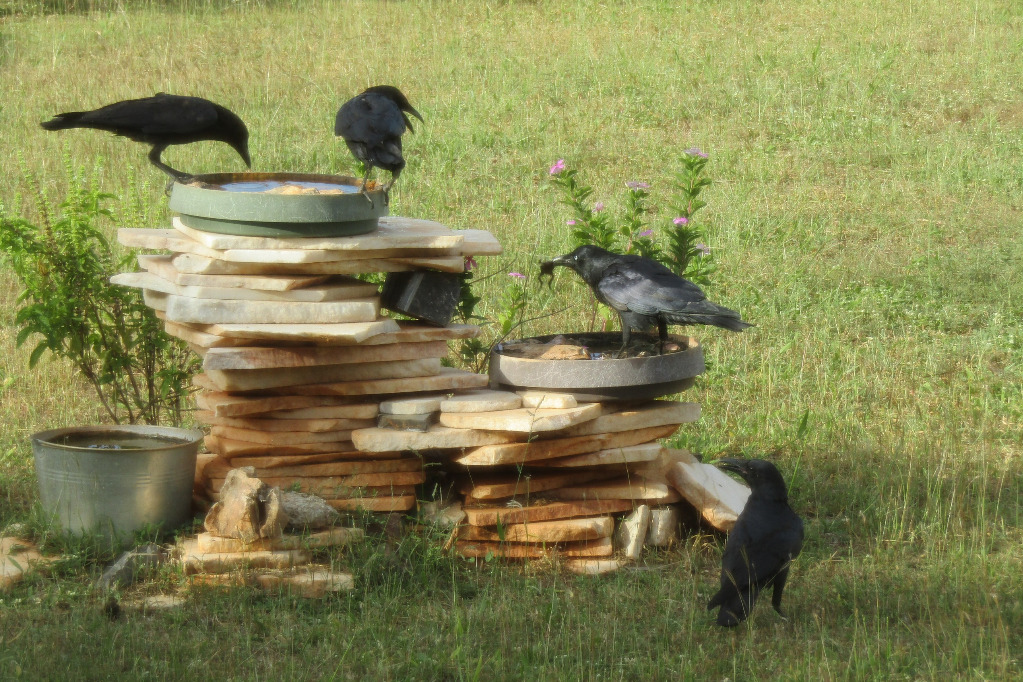 I-3398 Crows 202904241619.jpg