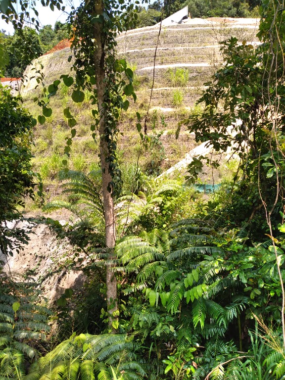 cass bridge2.jpg